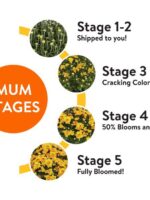 Better Homes & Gardens 1.5GL Multicolor Orange White Mum (1 Count) Live Plant with Decorative Round Planter