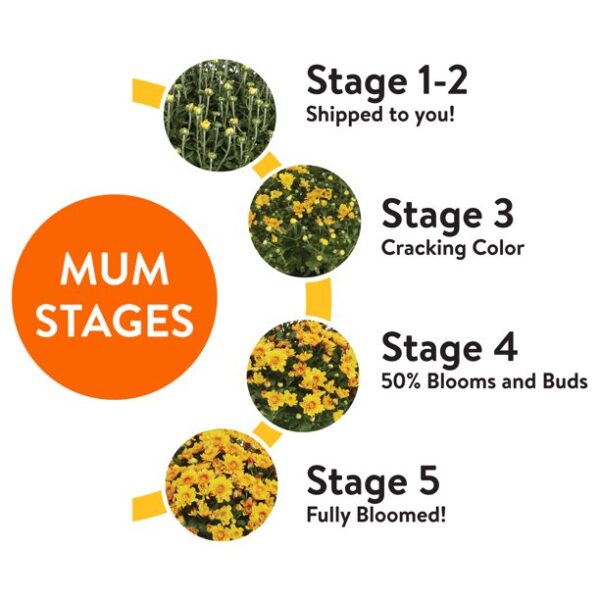 Better Homes & Gardens 1.5GL Multicolor Orange White Mum (1 Count) Live Plant with Decorative Round Planter