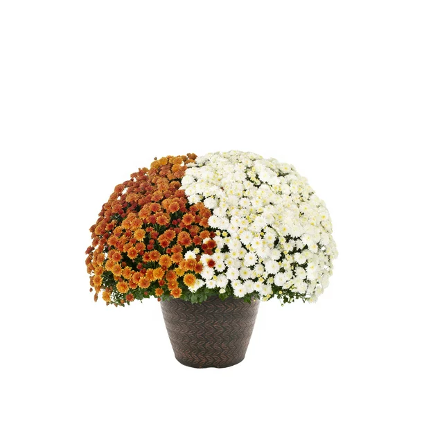 Better Homes & Gardens 1.5GL Multicolor Orange White Mum (1 Count) Live Plant with Decorative Round Planter